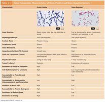 Gram stain mechanism
