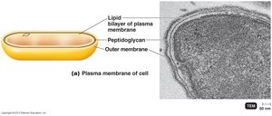 Corded growth in acid-fast bacteria