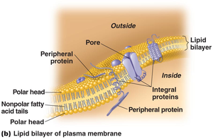 Lipid bilayer of plasma membrane