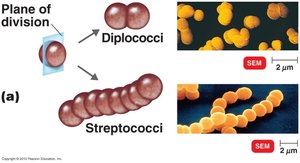 Diplococci and Streptococci