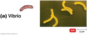 Vibrio