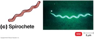 Spirochete