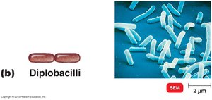 Diplobacilli