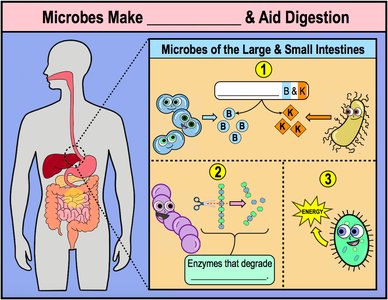Microbes make nutrients and aid digestion