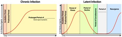 Graph of infectious disease progression stages