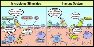 Microbiome stimulates immune system