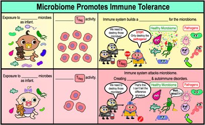 Microbiome promotes immune tolerance