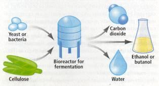 Bioreactor for fermentation