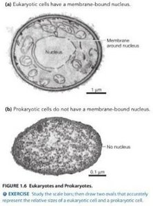 Eukaryotic and prokaryotic cell comparison