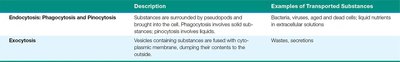 Prokaryotic cell wall structure