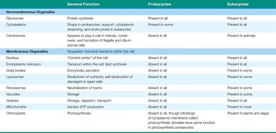 Endocytosis and exocytosis processes