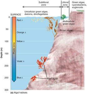 Diagram of algal habitats by depth and type