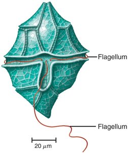 Diagram of a dinoflagellate showing flagella