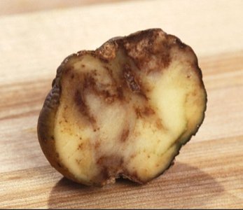 Potato infected with Phytophthora infestans
