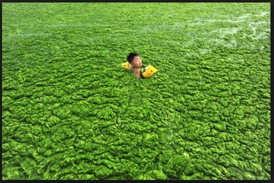 Algal bloom in water