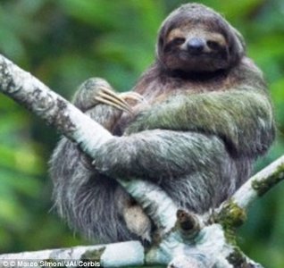 Sloth with algae in fur, example of symbiosis