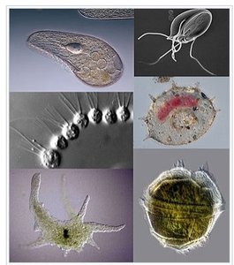 Various protozoa under the microscope