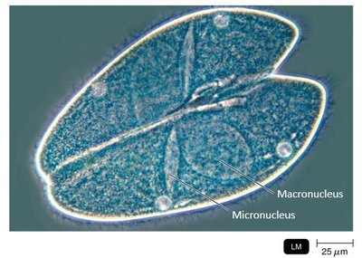 Conjugation in Paramecium