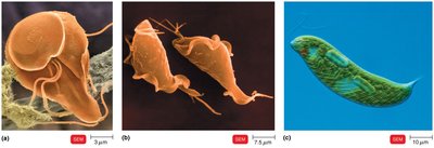 Scanning electron micrographs of flagellated protozoa