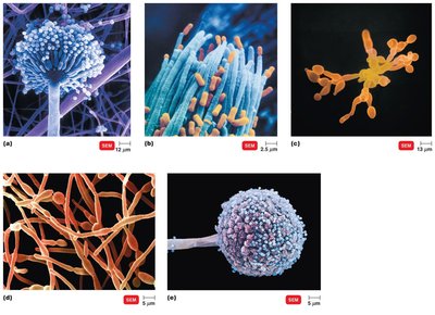 Representative asexual spores of fungi