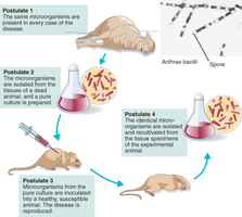 Koch's postulates illustrated