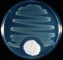 Penicillium mold inhibiting bacterial growth on agar plate