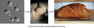 Yeast fermentation and bread production