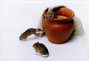 Mice and spontaneous generation
