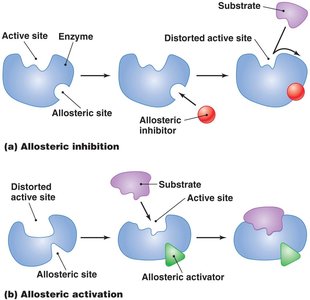 Allosteric inhibition and activation