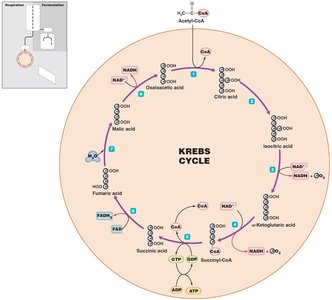 Krebs cycle diagram