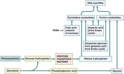 Biosynthesis of nucleotides