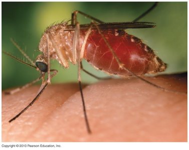 Mosquito vector for arboviral encephalitis