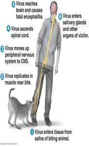 Rabies virus transmission and progression in the body