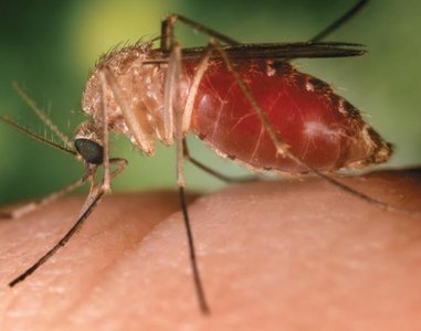 Tsetse fly, vector for African trypanosomiasis