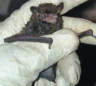 Bat as a common rabies reservoir