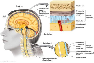 Diagram of the meninges and nervous system