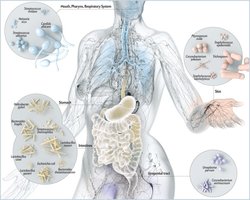 Human microbiome illustration