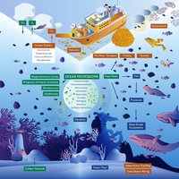 Marine microbiome and ocean cycles