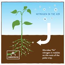 Microbial nitrogen fixation in plants