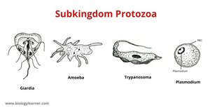 Illustrations of protozoa types