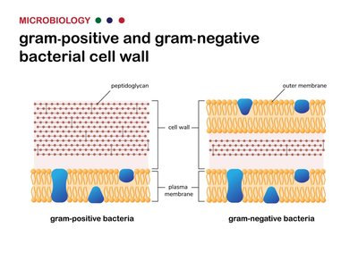 Diagram comparing gram-positive and gram-negative bacterial cell walls