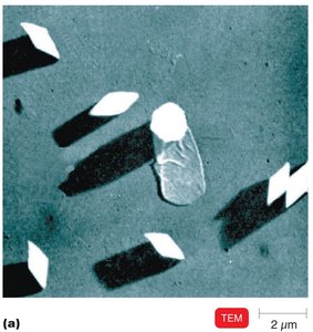 Bacillus thuringiensis and its insecticidal crystals