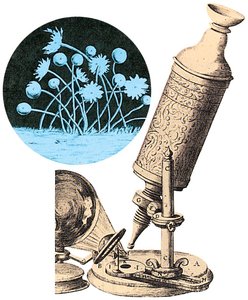 Early microscope and illustration of mold structures