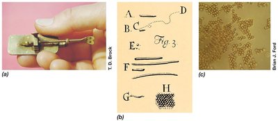 Drawings and observations of bacteria by early microbiologists