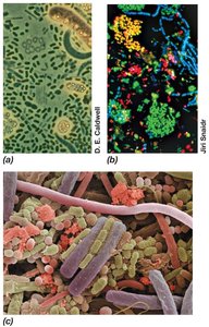 Microbial communities in various environments