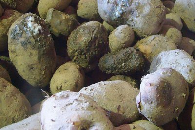 Potato blight caused by microbial infection