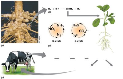 Microbial roles in agriculture: nitrogen fixation and cellulose degradation