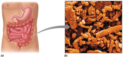 Microbial populations in the human gastrointestinal tract