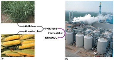 Microbial fermentation for biofuel production