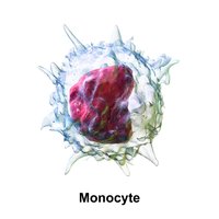 Microscopic image of monocytes